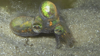 Why This Adorable Squid Cuddles For Hours After Sex